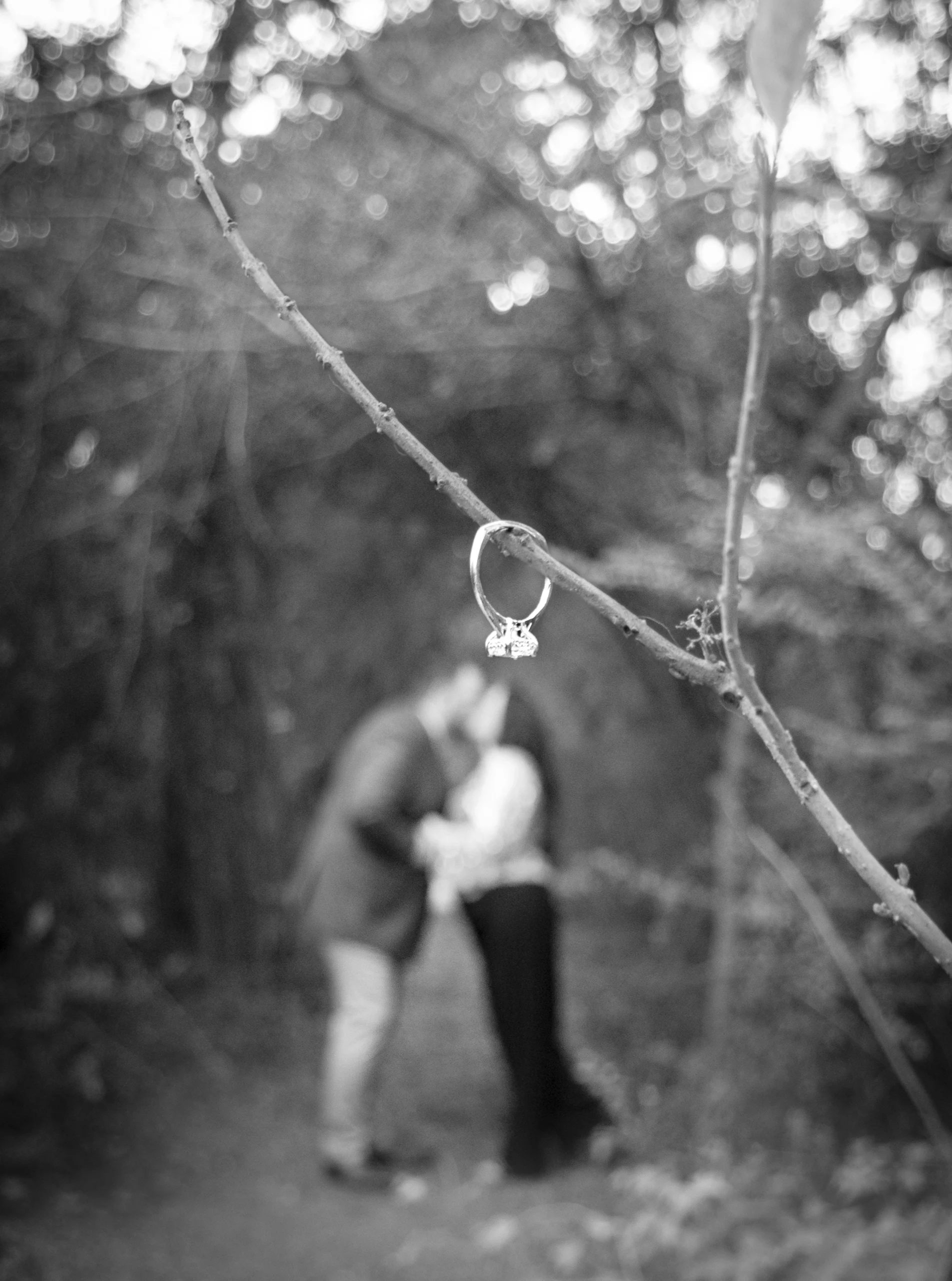 bw-ringin tree